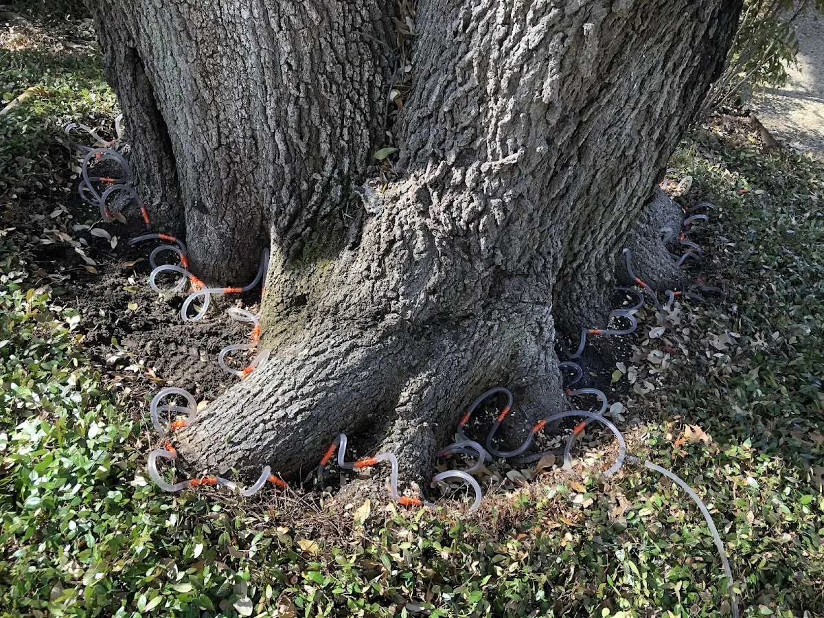 Detailed Tree Cabling and Bracing job site in Oskaloosa