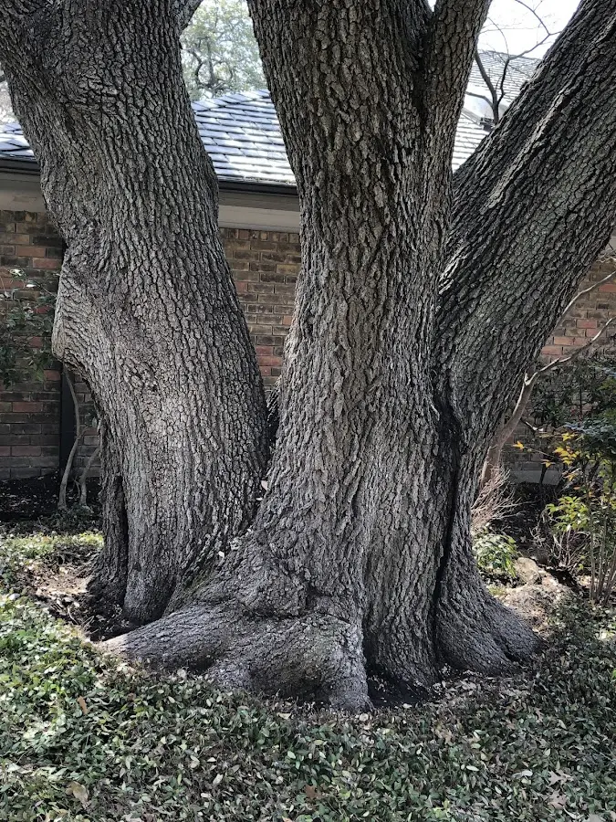 Mature heritage tree close to a Oskaloosa property cared for by certified arborists